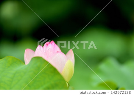 在農村看到的蓮花 在農村看到的蓮花 142972128