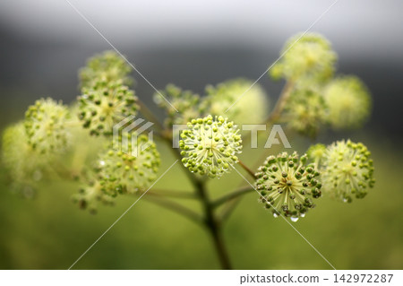 Close-up of the flowers of the Japanese angelica tree (Udo), a pale green flower spike that blooms in autumn, Tanagura Town, Fukushima Prefecture. Close-up of the flowers of the Japanese angelica tree (Udo), a pale green flower spike that blooms in autumn, Tanagura Town, Fukushima Prefecture. 142972287