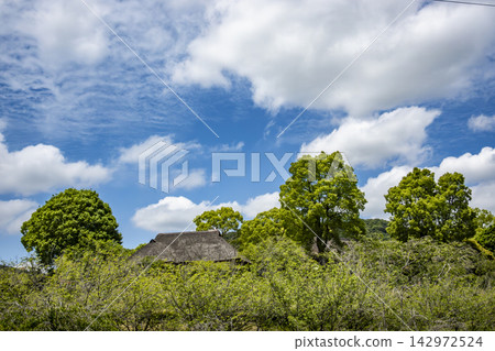 Thatched roofs and trees Thatched roofs and trees 142972524