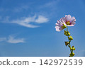 Hollyhocks in bloom 142972539