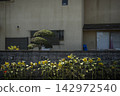 Sunflowers along the wall bathed in sunlight 142972540