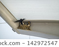 Swallow parenting 142972547