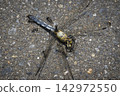 A male dragonfly being attacked by ants. 142972550