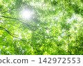 Fresh green and sunlight 142972553