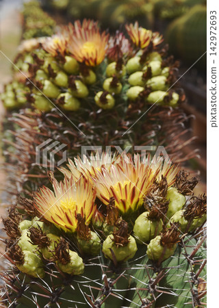 Cactus breeding. Little spiky green cactus in a outdoor garden. Cactus breeding. Little spiky green cactus in a outdoor garden. 142972693