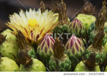 Cactus breeding. Little spiky green cactus in a outdoor garden. Cactus breeding. Little spiky green cactus in a outdoor garden. 142972695