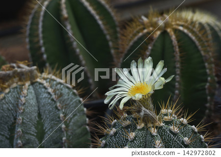 Cactus breeding. Little spiky green cactus in a outdoor garden. Cactus breeding. Little spiky green cactus in a outdoor garden. 142972802