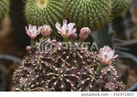 Pink flower of Gymnocalycium stenopleurum,. Gymnocalycium stenopleurum is a small solitary cactus. It has a beautiful pink flower. Pink flower of Gymnocalycium stenopleurum,. Gymnocalycium stenopleurum is a small solitary cactus. It has a beautiful pink flower. 142972803