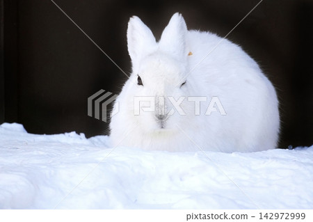 蝦夷雪兔(札幌市圓山動物園) 蝦夷雪兔(札幌市圓山動物園) 142972999