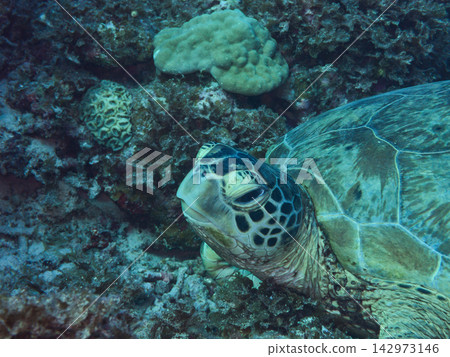 Green turtle Green turtle 142973146