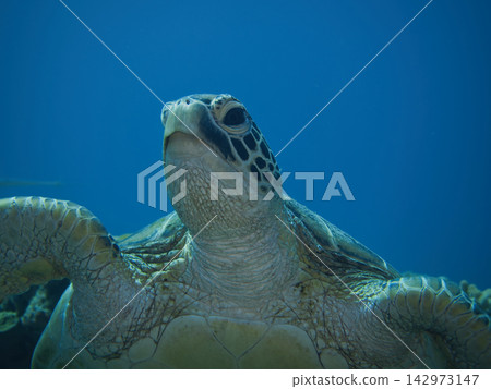 A sea turtle to swim A sea turtle to swim 142973147