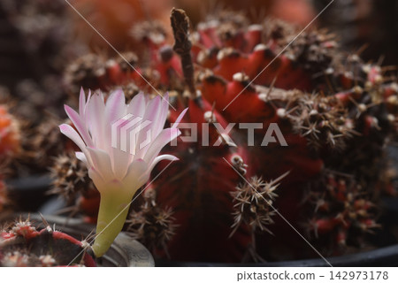Pink flower of Gymnocalycium stenopleurum,. Gymnocalycium stenopleurum is a small solitary cactus. It has a beautiful pink flower. Pink flower of Gymnocalycium stenopleurum,. Gymnocalycium stenopleurum is a small solitary cactus. It has a beautiful pink flower. 142973178