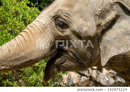 Profile of a Ceylon elephant Profile of a Ceylon elephant 142973224