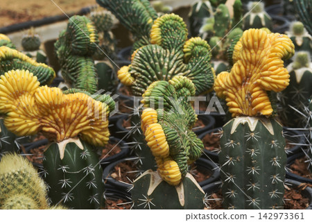 The San Pedro cactus (*Trichocereus pachanoi*) is a multi-stemmed cactus resembling an organ-pipe cactus, featuring light green stems. The San Pedro cactus (*Trichocereus pachanoi*) is a multi-stemmed cactus resembling an organ-pipe cactus, featuring light green stems. 142973361
