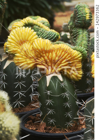 The San Pedro cactus (*Trichocereus pachanoi*) is a multi-stemmed cactus resembling an organ-pipe cactus, featuring light green stems. The San Pedro cactus (*Trichocereus pachanoi*) is a multi-stemmed cactus resembling an organ-pipe cactus, featuring light green stems. 142973362