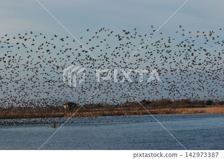 A massive flock of Baikal Teal, a type of duck, covers the sky. A massive flock of Baikal Teal, a type of duck, covers the sky. 142973387