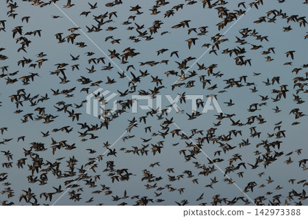 A massive flock of Baikal Teal, a type of duck, covers the sky. A massive flock of Baikal Teal, a type of duck, covers the sky. 142973388
