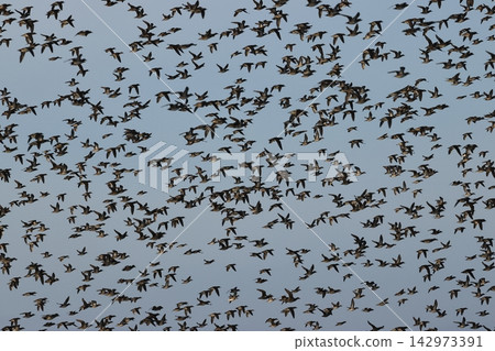 A massive flock of Baikal Teal, a type of duck, covers the sky. A massive flock of Baikal Teal, a type of duck, covers the sky. 142973391