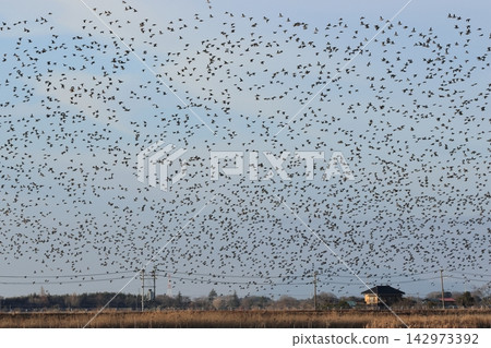 A massive flock of Baikal Teal, a type of duck, covers the sky. A massive flock of Baikal Teal, a type of duck, covers the sky. 142973392