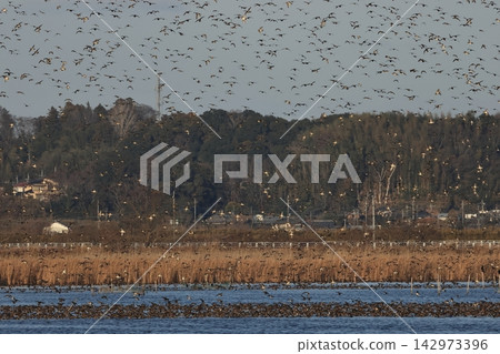 A massive flock of Baikal Teal, a type of duck, covers the sky. A massive flock of Baikal Teal, a type of duck, covers the sky. 142973396