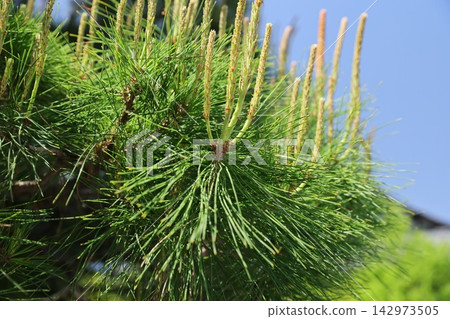 Pine Pine 142973505
