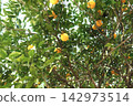 A photo of oranges on a branch. 142973514