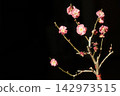 Small plum bonsai 142973515