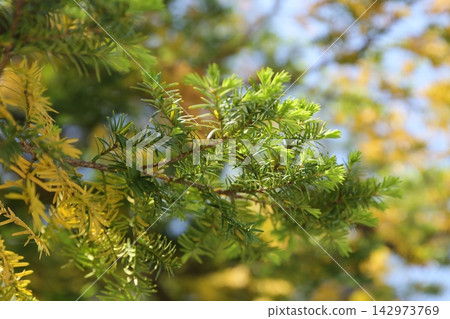 Pine Pine 142973769