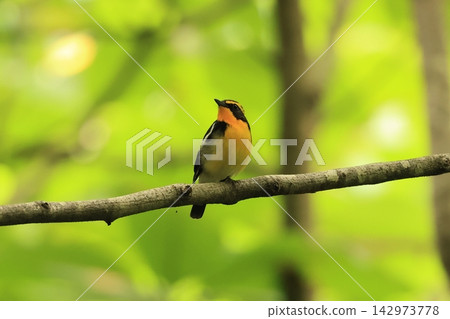 The Narcissus Flycatcher is a summer bird that arrives in forests throughout Japan and sings with a beautiful voice. The Narcissus Flycatcher is a summer bird that arrives in forests throughout Japan and sings with a beautiful voice. 142973778