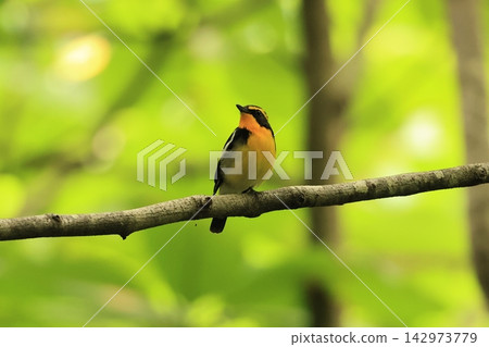 The Narcissus Flycatcher is a summer bird that arrives in forests throughout Japan and sings with a beautiful voice. The Narcissus Flycatcher is a summer bird that arrives in forests throughout Japan and sings with a beautiful voice. 142973779