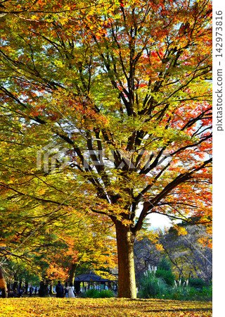東京代代木公園落葉高大的喬木五顏六色的秋葉櫸樹 142973816