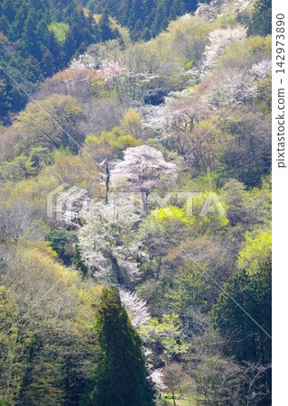 [Kanagawa Prefecture] Scenery of mountain cherry blossoms in bloom 142973890