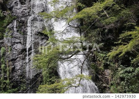 A landscape of maple trees with green leaves, rocky cliffs, and a waterfall with a white, turbulent flow. A landscape of maple trees with green leaves, rocky cliffs, and a waterfall with a white, turbulent flow. 142973930