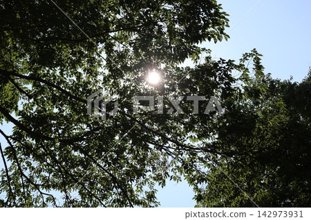 A landscape where the bright white sun can be seen peeking through the gaps in the branches of a large tree with a blue sky and lush green leaves. A landscape where the bright white sun can be seen peeking through the gaps in the branches of a large tree with a blue sky and lush green leaves. 142973931