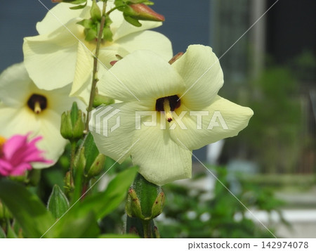 "Tororoaoi (also known as flower okra)" is a plant that produces large flowers similar to okra. "Tororoaoi (also known as flower okra)" is a plant that produces large flowers similar to okra. 142974078