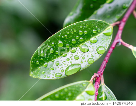 Water droplets on leaves Water droplets on leaves 142974140