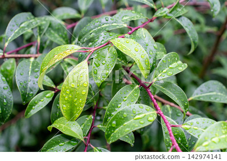 Leaves wet by rain Leaves wet by rain 142974141