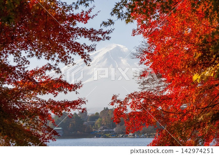 透過秋葉眺望河口湖和富士山。 透過秋葉眺望河口湖和富士山。 142974251