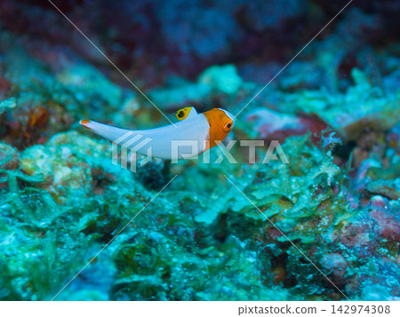 Irobudai少年魚 Irobudai少年魚 142974308