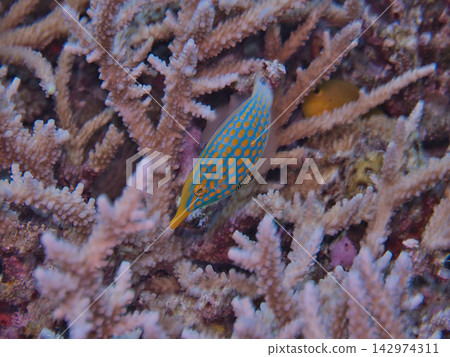 一條扳機魚藏於珊瑚叢中 一條扳機魚藏於珊瑚叢中 142974311