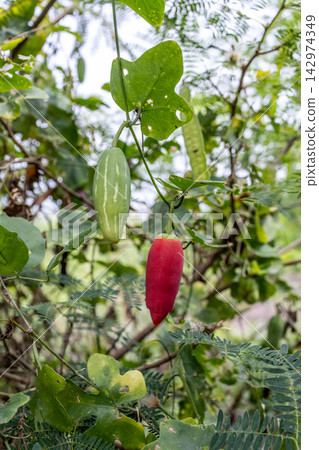 Ripe red and raw green Ivy Gourd (Coccinia grandis) fruits hanging on vine with natural foliage, botanical Close up Ripe red and raw green Ivy Gourd (Coccinia grandis) fruits hanging on vine with natural foliage, botanical Close up 142974349