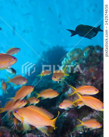 海戈爾迪 海戈爾迪 142974656