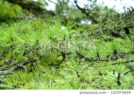 Pine tree I saw in the park Pine tree I saw in the park 142974694