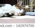 A cat taking a leisurely nap 142974700
