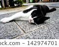 A cat lying on the sidewalk 142974701