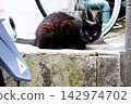 Black cat in caution 142974702