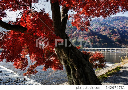 Togetsukyo Bridge in Arashiyama, Kyoto, ablaze with autumn colors. Togetsukyo Bridge in Arashiyama, Kyoto, ablaze with autumn colors. 142974781