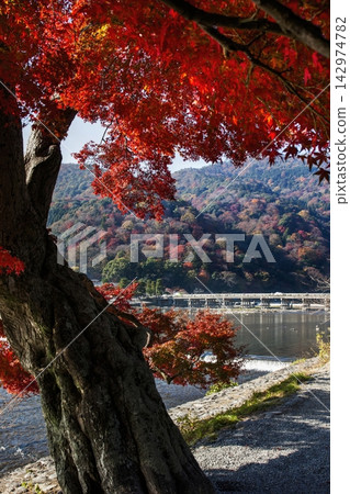 Togetsukyo Bridge in Arashiyama, Kyoto, ablaze with autumn colors. Togetsukyo Bridge in Arashiyama, Kyoto, ablaze with autumn colors. 142974782