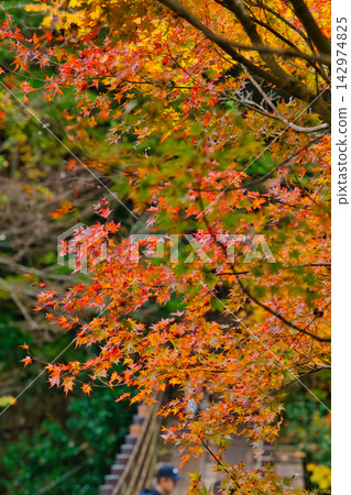 Flower tunnel valley in autumn Flower tunnel valley in autumn 142974825