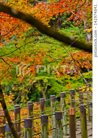 花貫谷的秋天(茨城縣) 花貫谷的秋天(茨城縣) 142974841